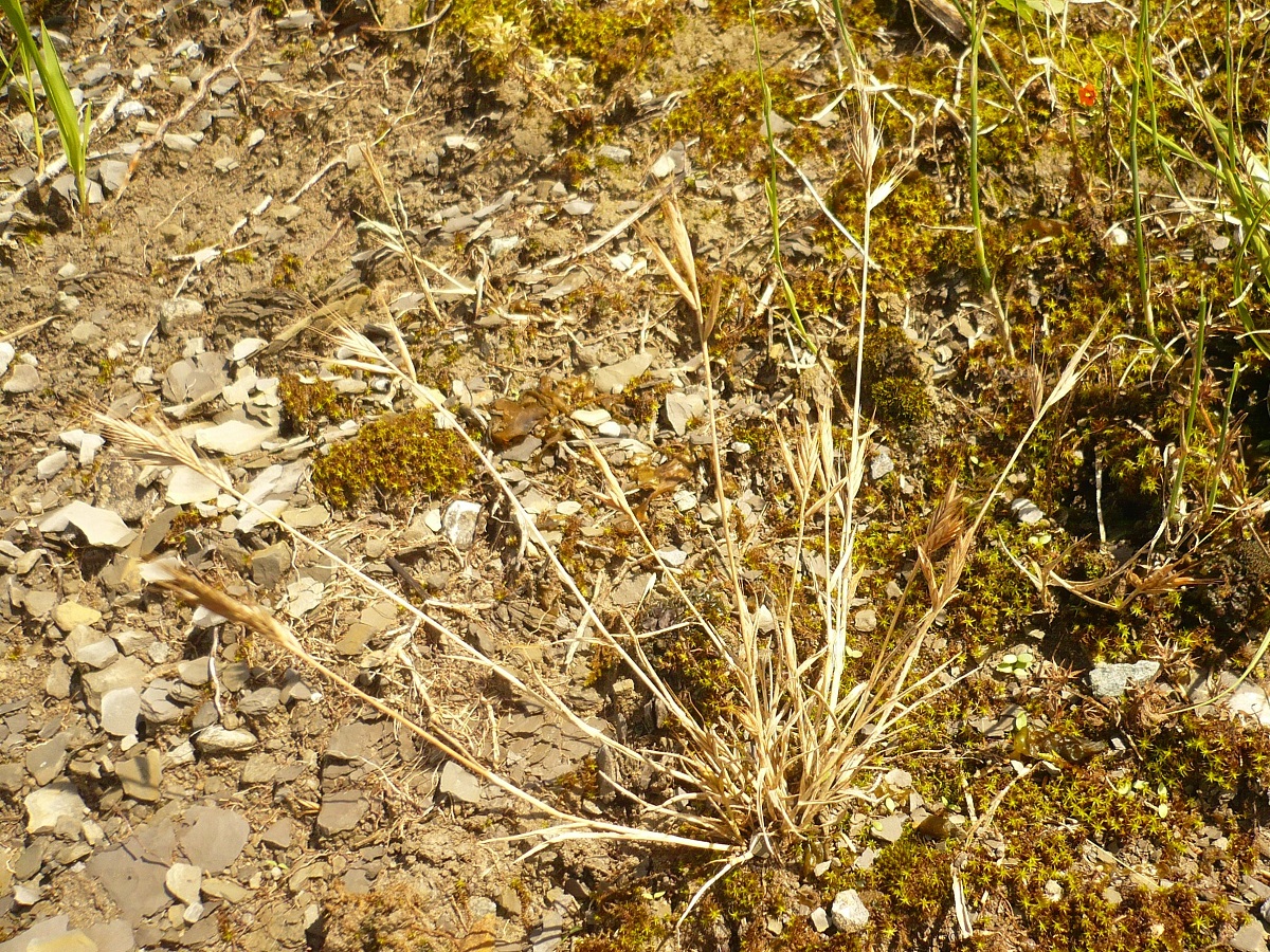 Brachypodium distachyon (Poaceae)